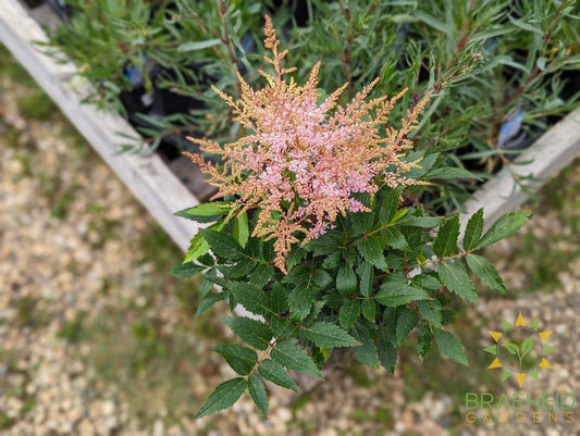 Astilbe 'Younique Silvery Pink' - NO SHIP -