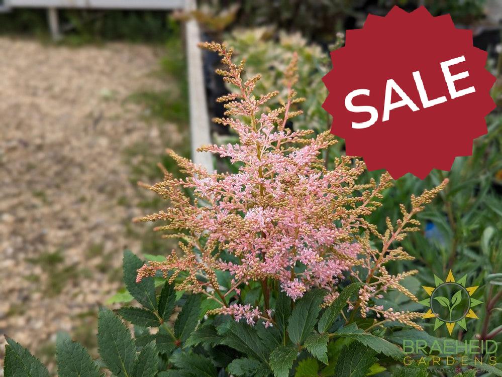 Astilbe 'Younique Silvery Pink' - NO SHIP -