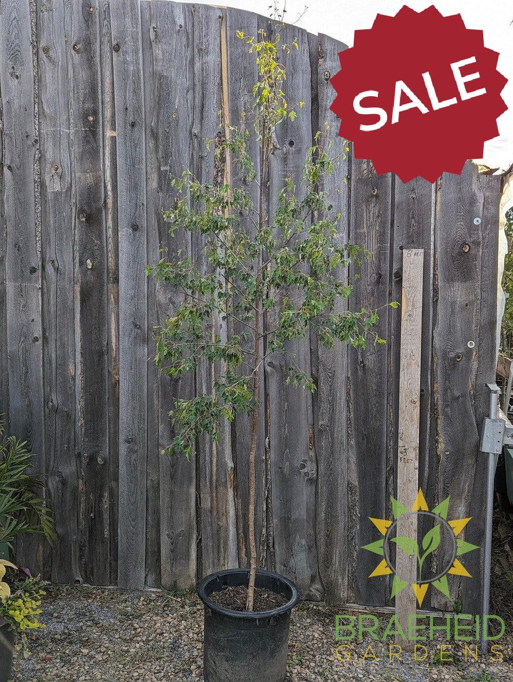 Weeping Cutleaf Birch- Tree for sale, Grown in Grande Prairie -Braeheid Gardens Ltd. on Emerson Trail