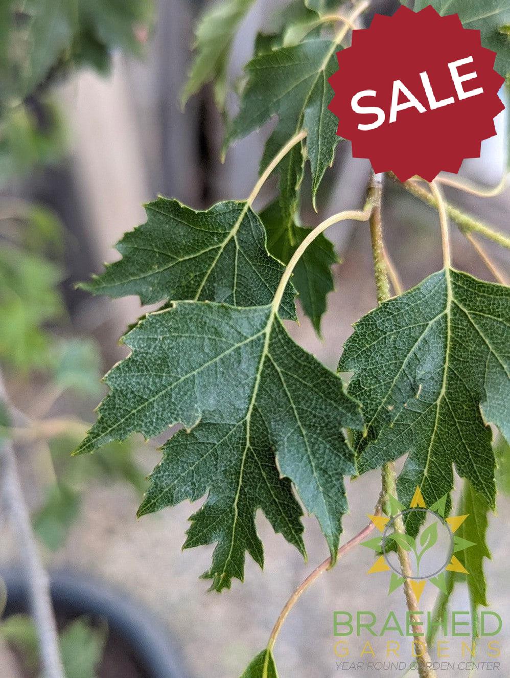 Weeping Cutleaf Birch- Tree for sale, Grown in Grande Prairie -Braeheid Gardens Ltd. on Emerson Trail