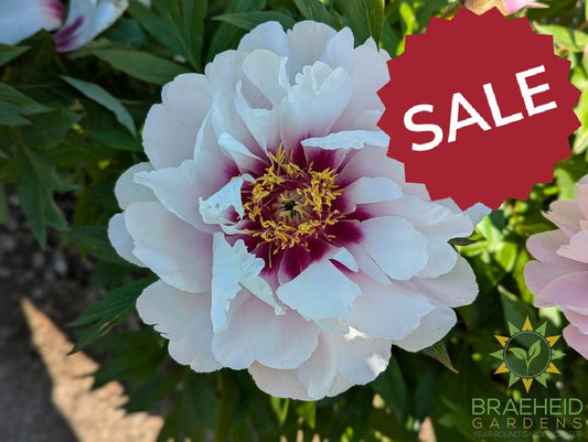 Cora Louise Itoh Peony