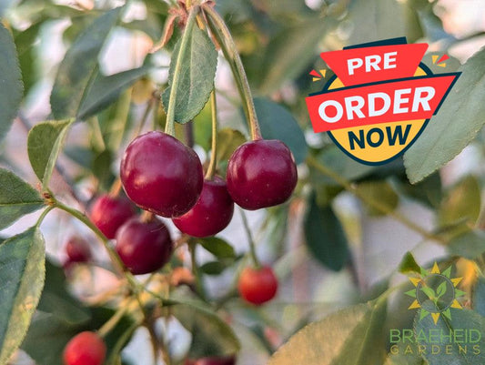 SK Carmine Jewel Cherry Tree- Tree for sale, Grown in Grande Prairie -Braeheid Gardens Ltd. on Emerson Trail