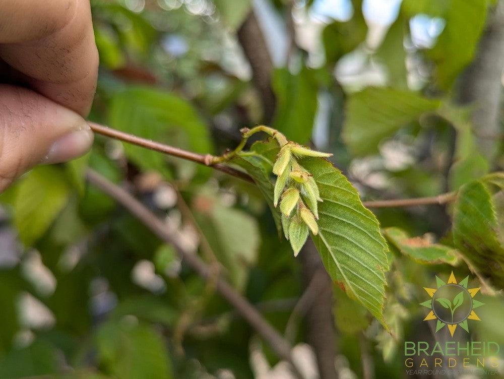 Ironwood Tree- Tree for sale, Grown in Grande Prairie -Braeheid Gardens Ltd. on Emerson Trail