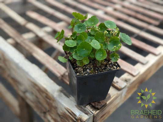 Variegated Lawn Pennywort - Water Plant