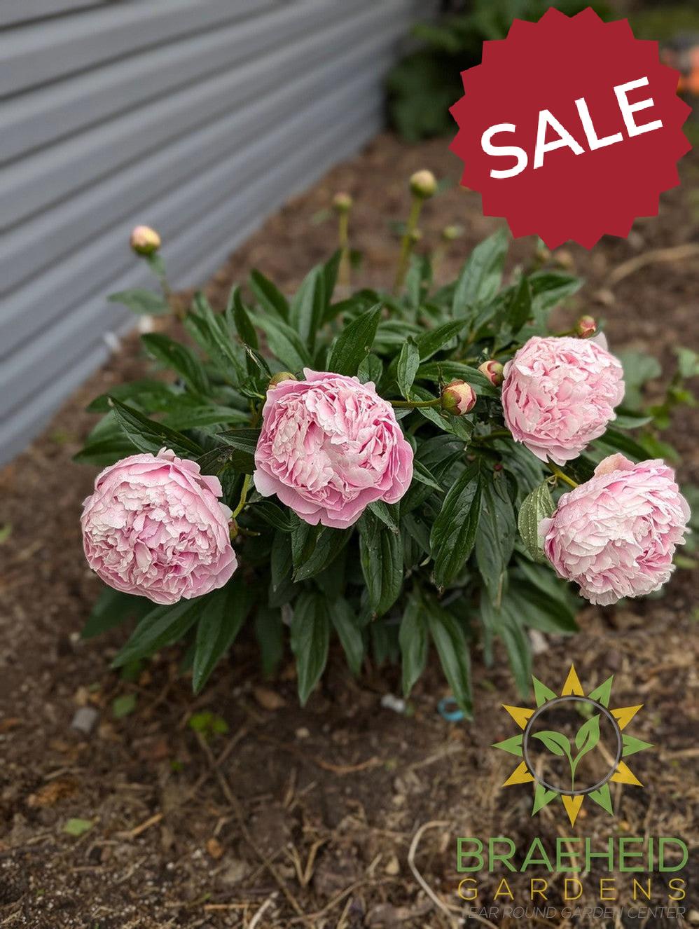 Sarah Bernhardt Peony - NO SHIP -