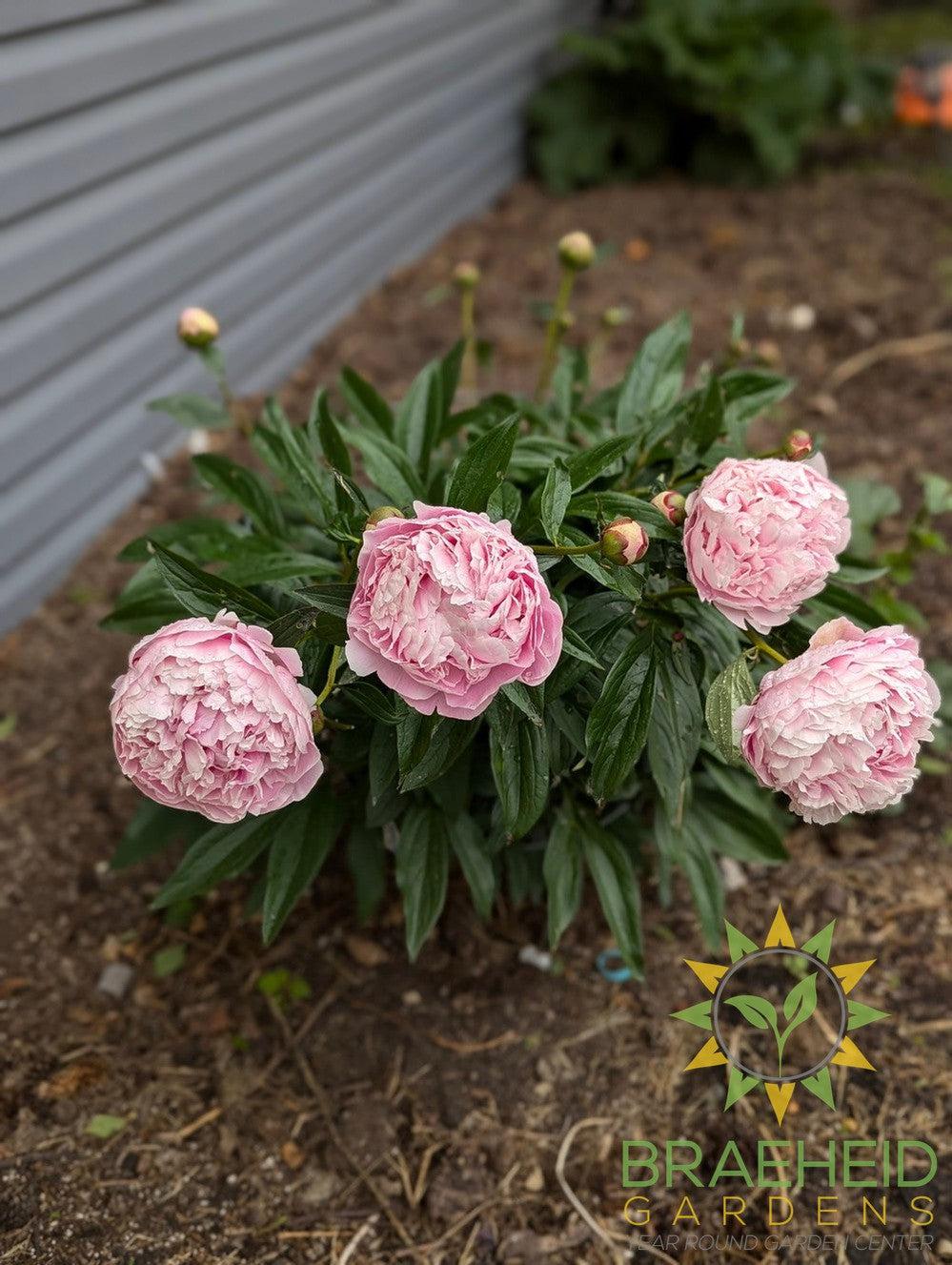 Sarah Bernhardt Peony - NO SHIP -