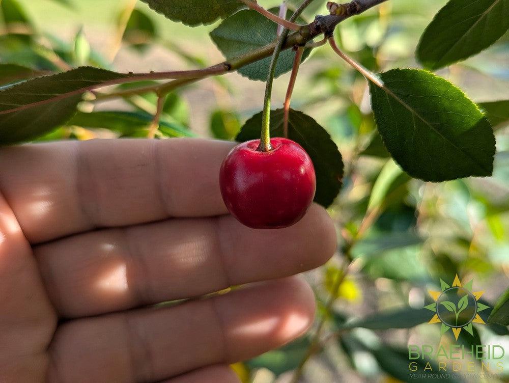 Juliet Cherry Tree- Tree for sale, Grown in Grande Prairie -Braeheid Gardens Ltd. on Emerson Trail