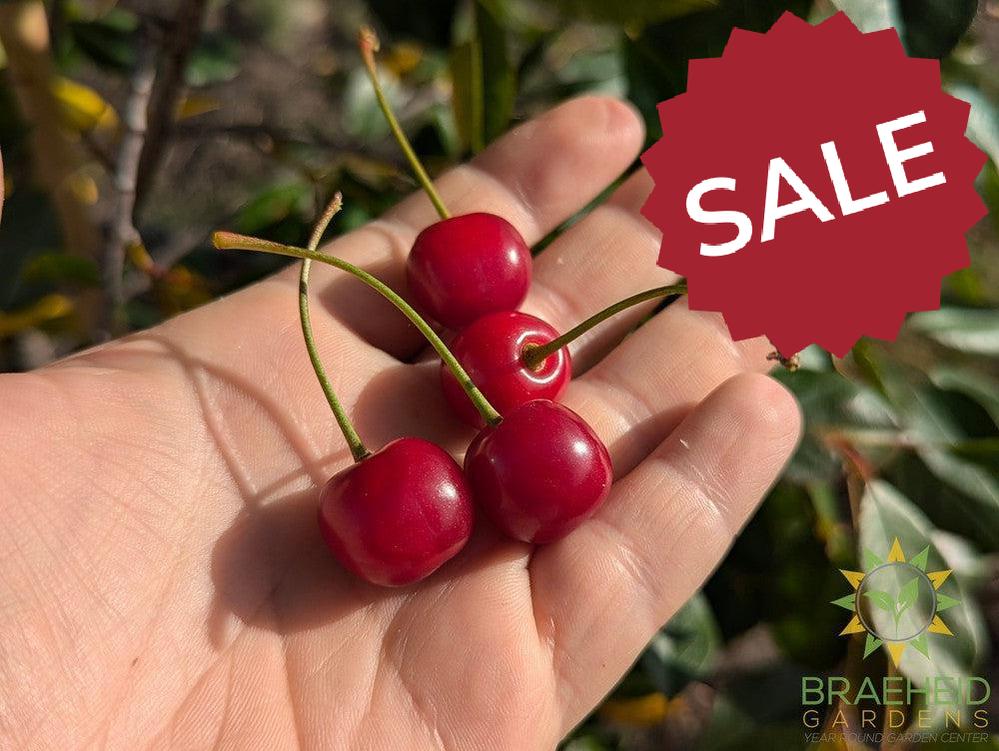 Juliet Cherry Tree- Tree for sale, Grown in Grande Prairie -Braeheid Gardens Ltd. on Emerson Trail