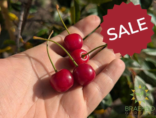 Juliet Cherry Tree- Tree for sale, Grown in Grande Prairie -Braeheid Gardens Ltd. on Emerson Trail
