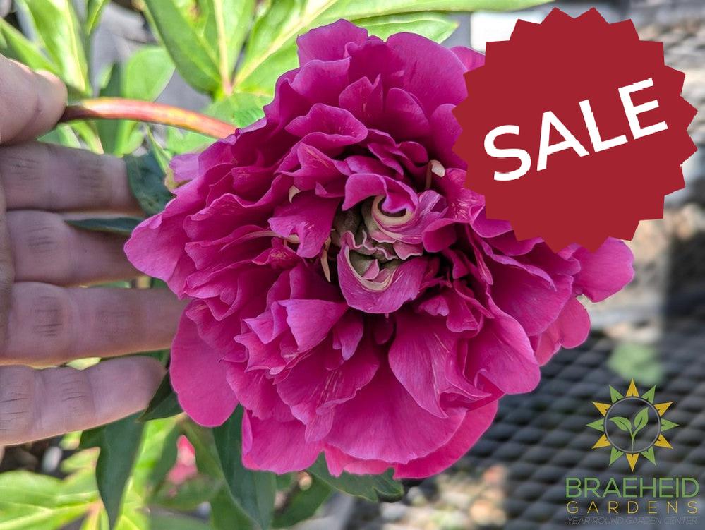 Belle Toulousaine Itoh Peony - NO SHIP