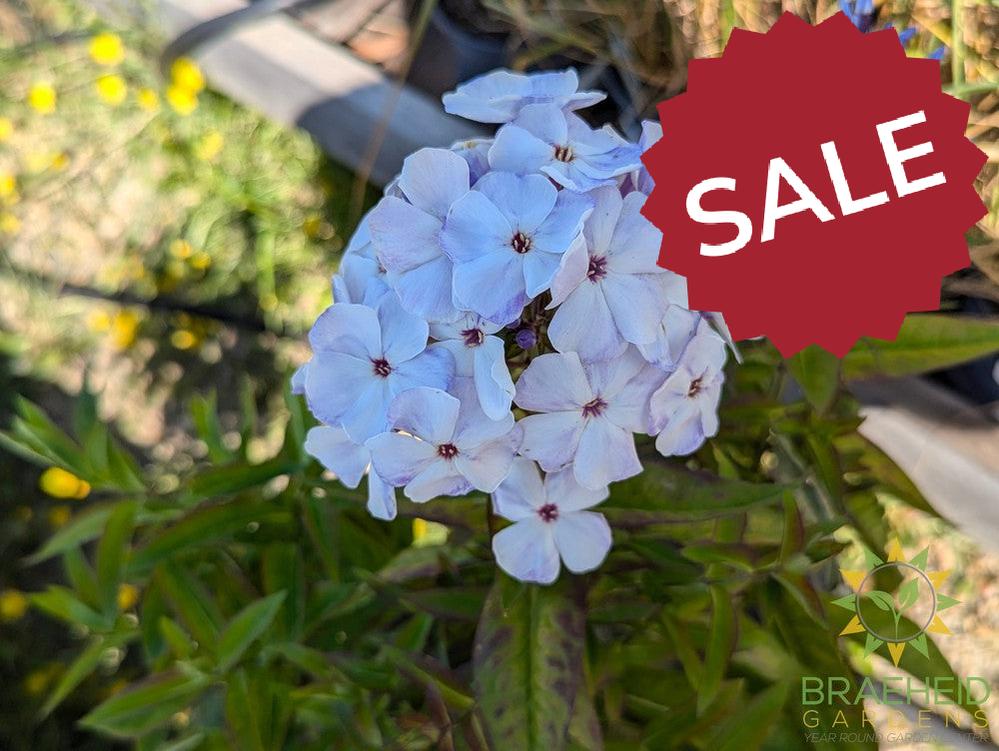 Phlox 'Flame Blue' - NO SHIP -