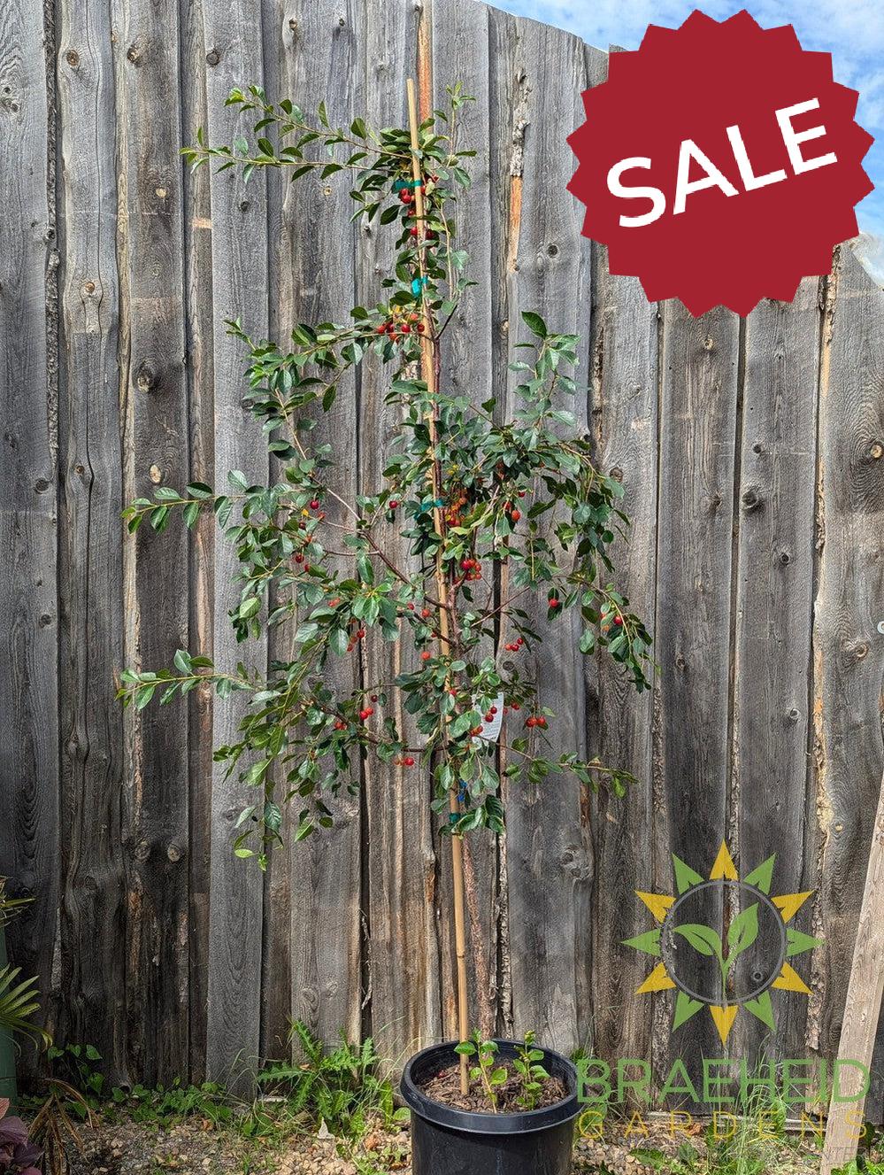 Crimson Passion Cherry Tree- Tree for sale, Grown in Grande Prairie -Braeheid Gardens Ltd. on Emerson Trail