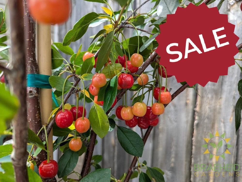 Crimson Passion Cherry Tree- Tree for sale, Grown in Grande Prairie -Braeheid Gardens Ltd. on Emerson Trail