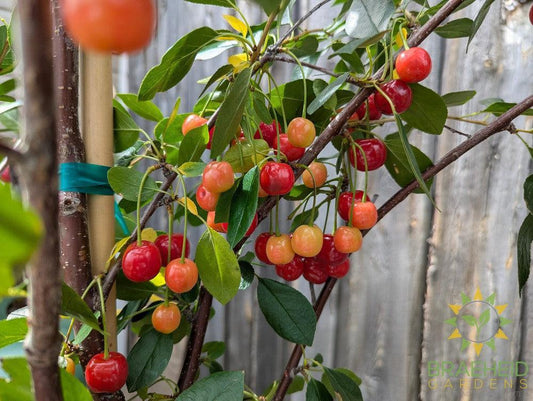 Crimson Passion Cherry Tree- Tree for sale, Grown in Grande Prairie -Braeheid Gardens Ltd. on Emerson Trail