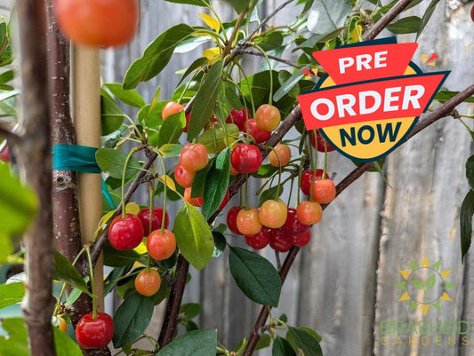 Crimson Passion Cherry Tree- Tree for sale, Grown in Grande Prairie -Braeheid Gardens Ltd. on Emerson Trail