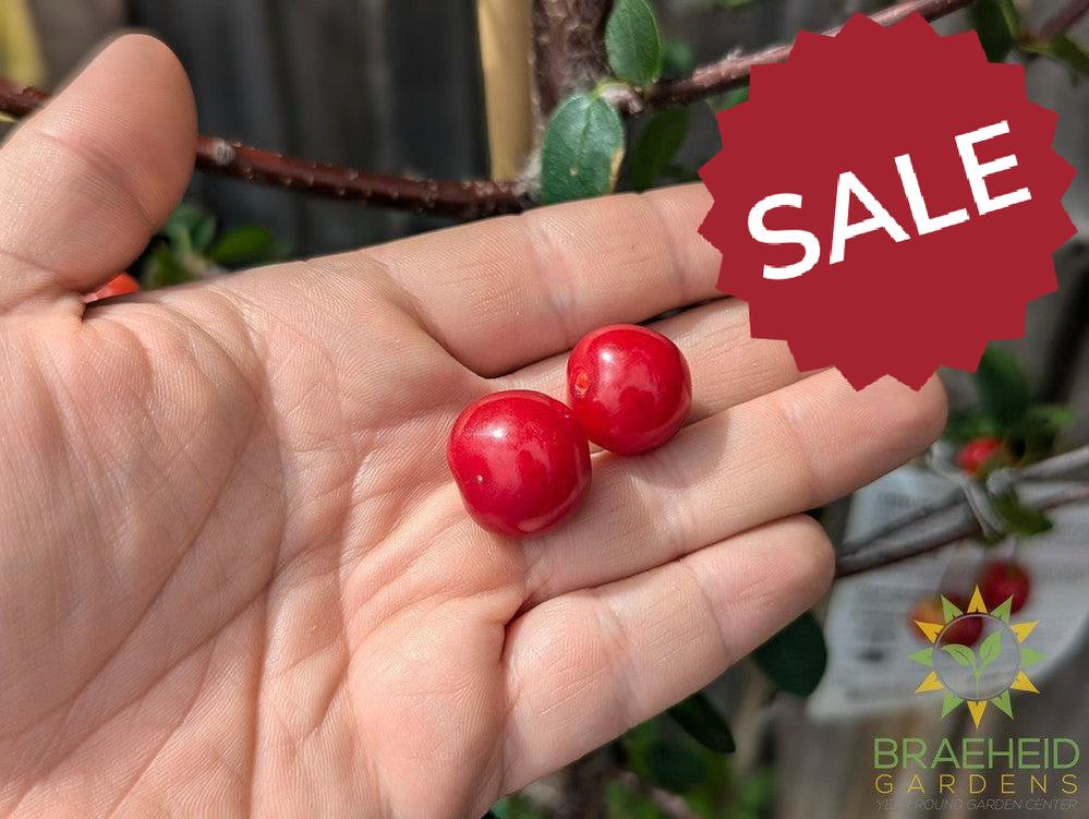 Crimson Passion Cherry Tree- Tree for sale, Grown in Grande Prairie -Braeheid Gardens Ltd. on Emerson Trail