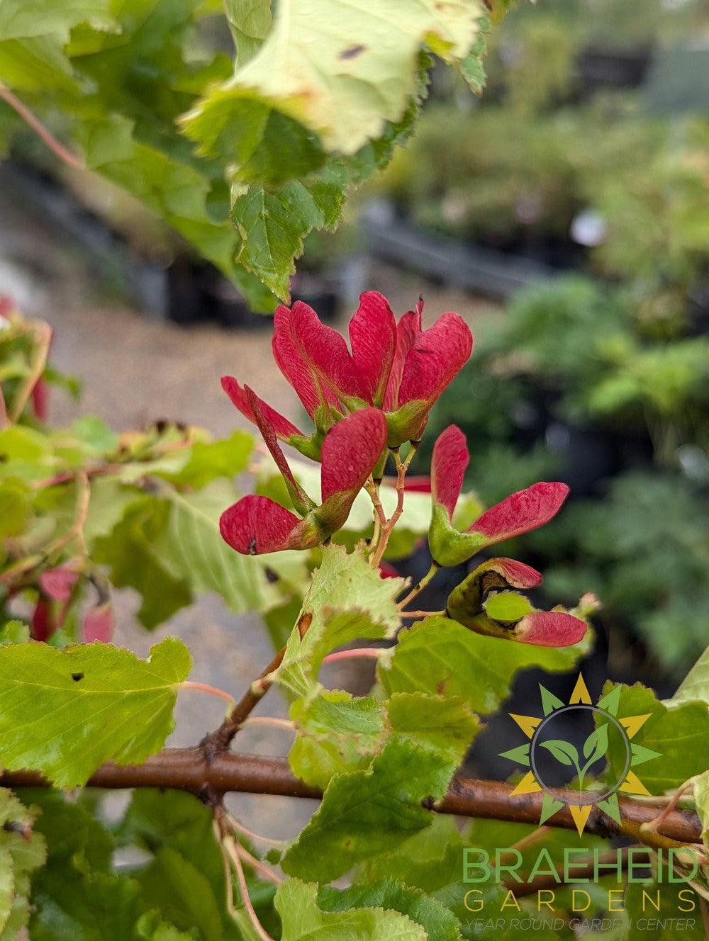 Hot Wings® Tatarian Maple- Tree for sale, Grown in Grande Prairie -Braeheid Gardens Ltd. on Emerson Trail
