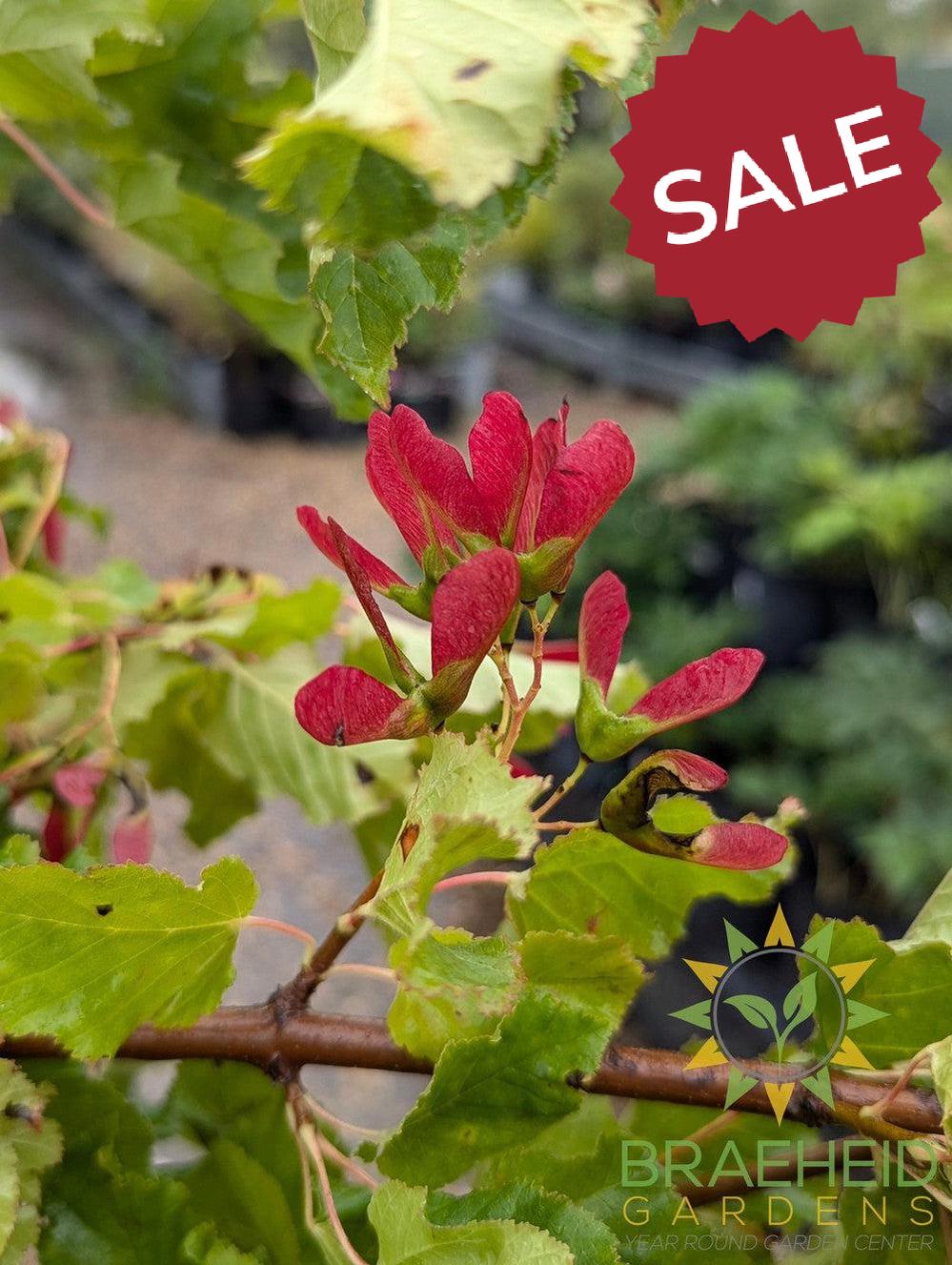 Hot Wings® Tatarian Maple- Tree for sale, Grown in Grande Prairie -Braeheid Gardens Ltd. on Emerson Trail