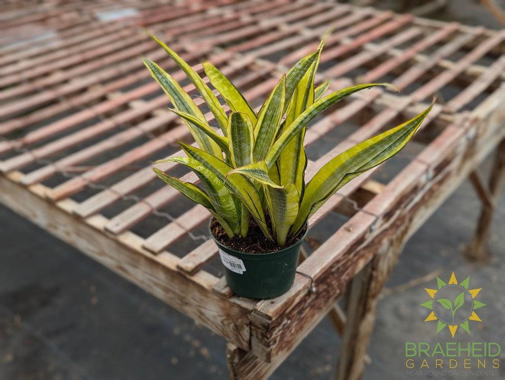 Sansevieria Lauren - NO SHIP -