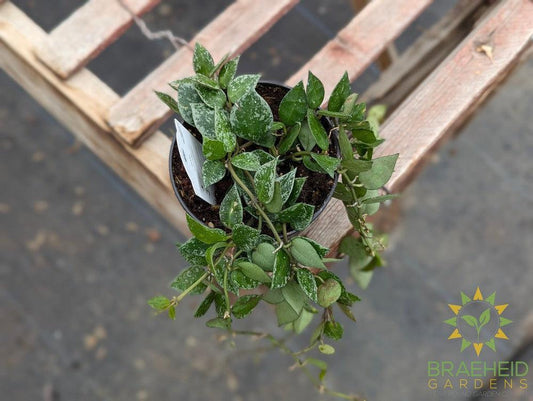 Hoya Krohniana Splash