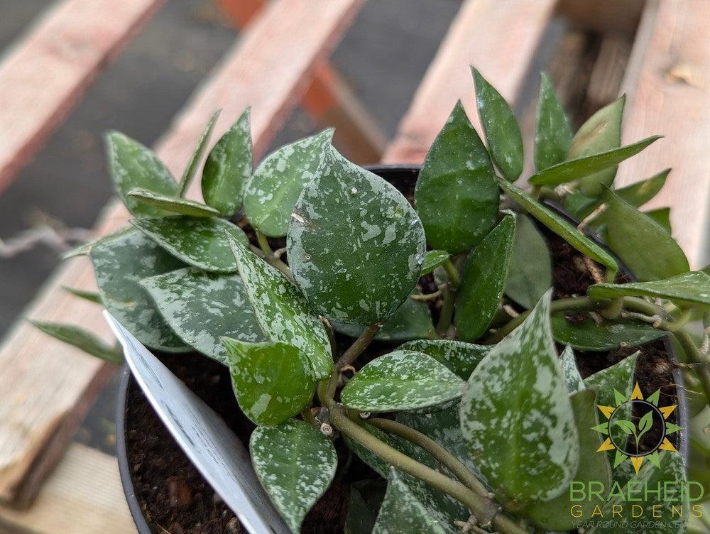 Hoya Krohniana Splash