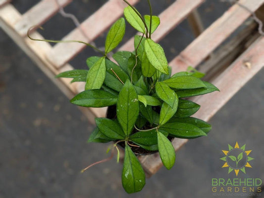 Hoya Crassipetiolata