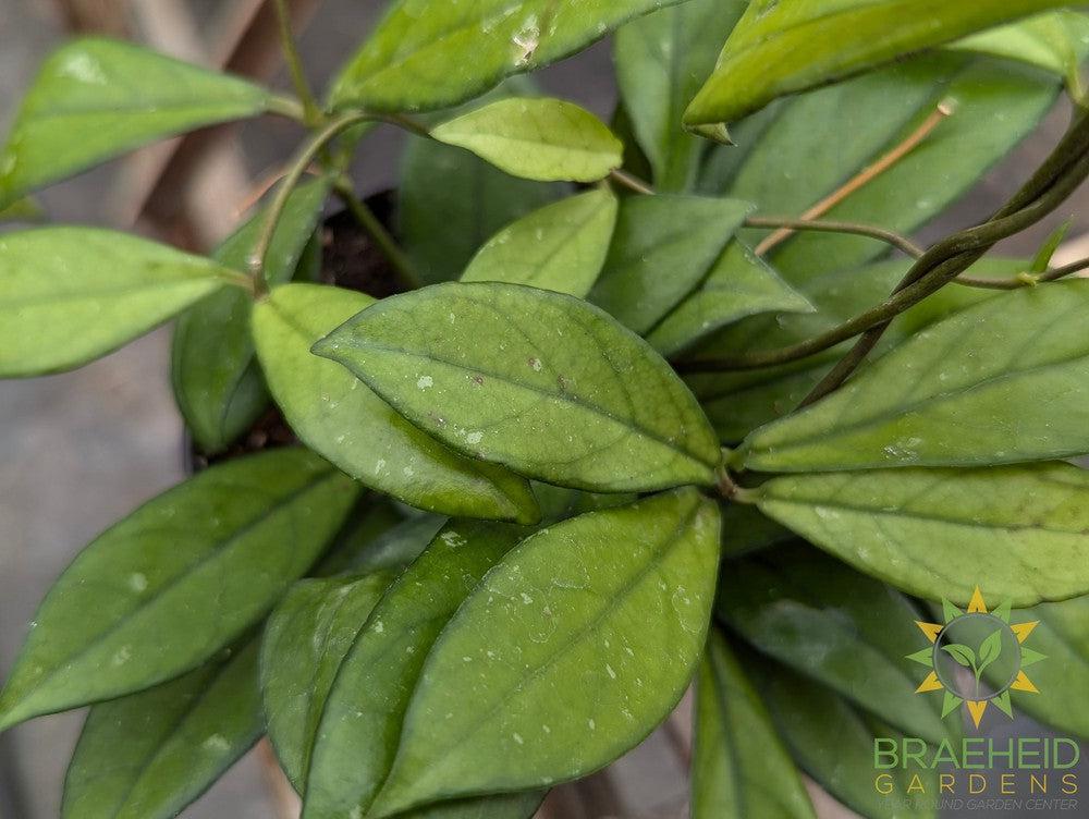Hoya Crassipetiolata