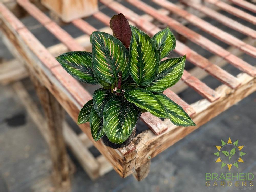 Calathea Beauty Star