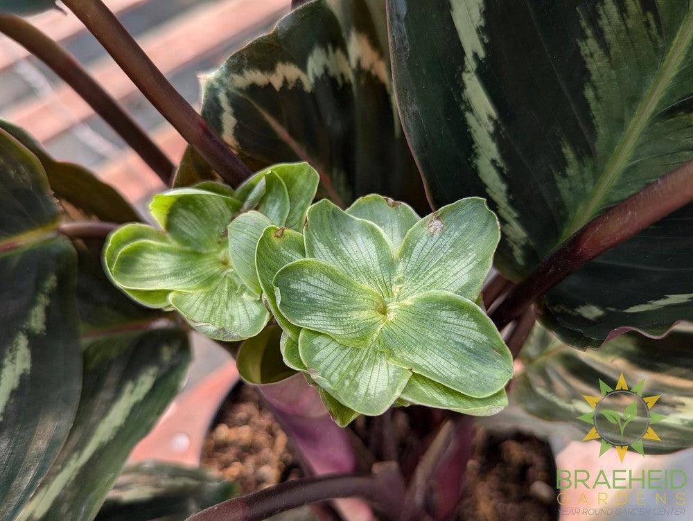 Calathea Medallion