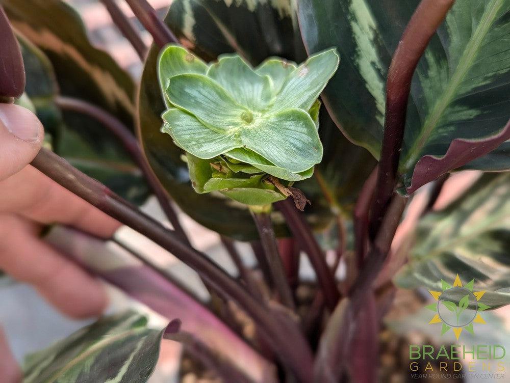 Calathea Medallion