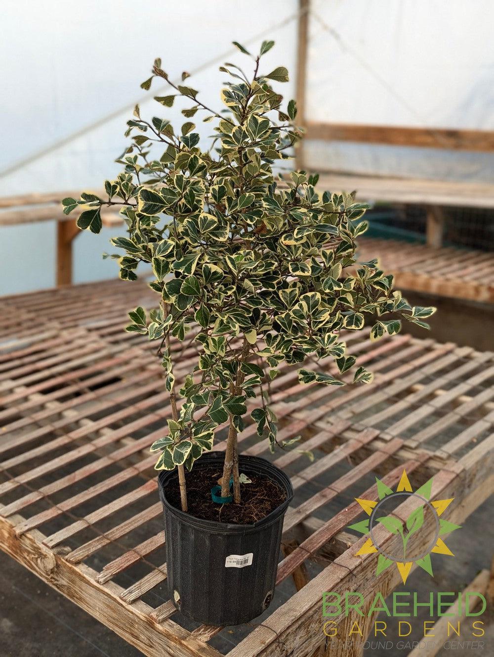 Ficus Triangularis Variegated