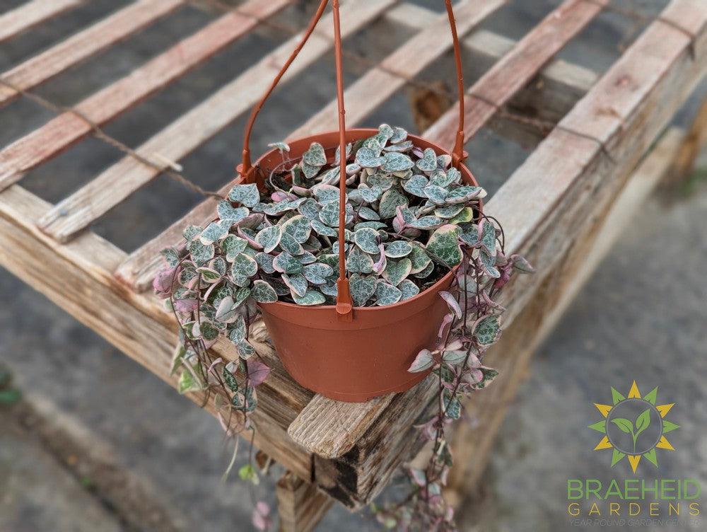 Variegated String of Hearts Hanging Basket