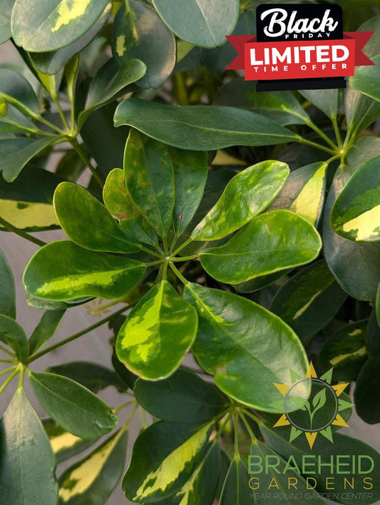 Large Schefflera Gold Capella - NO SHIP -