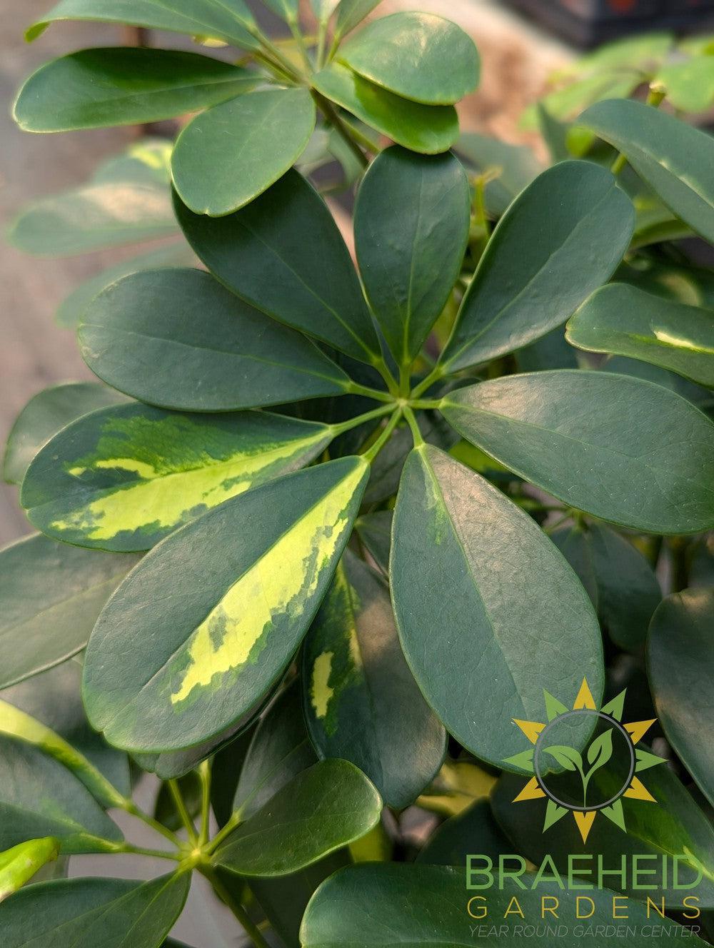 Large Schefflera Gold Capella - NO SHIP -