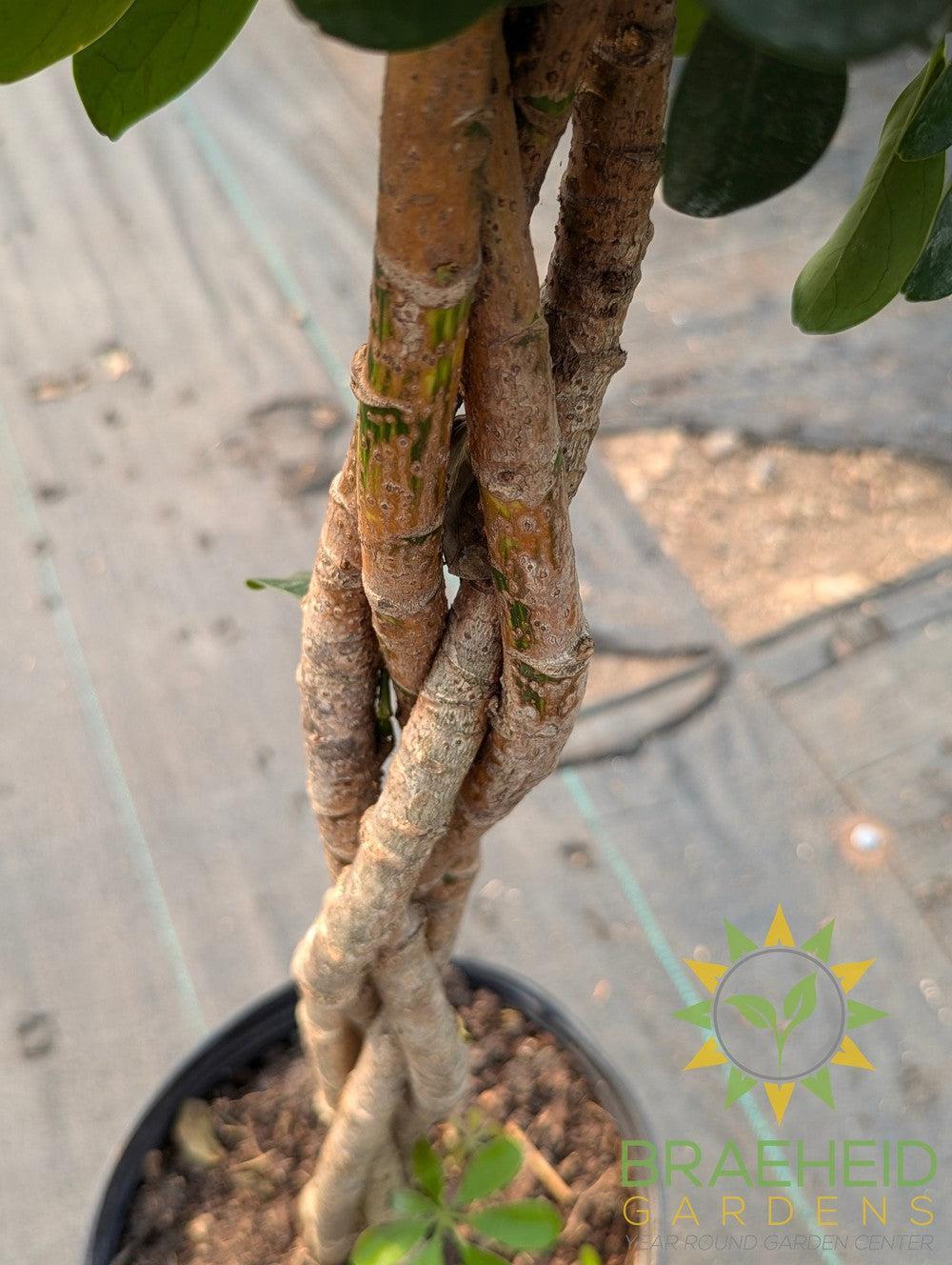 Large Schefflera Gold Capella - NO SHIP -