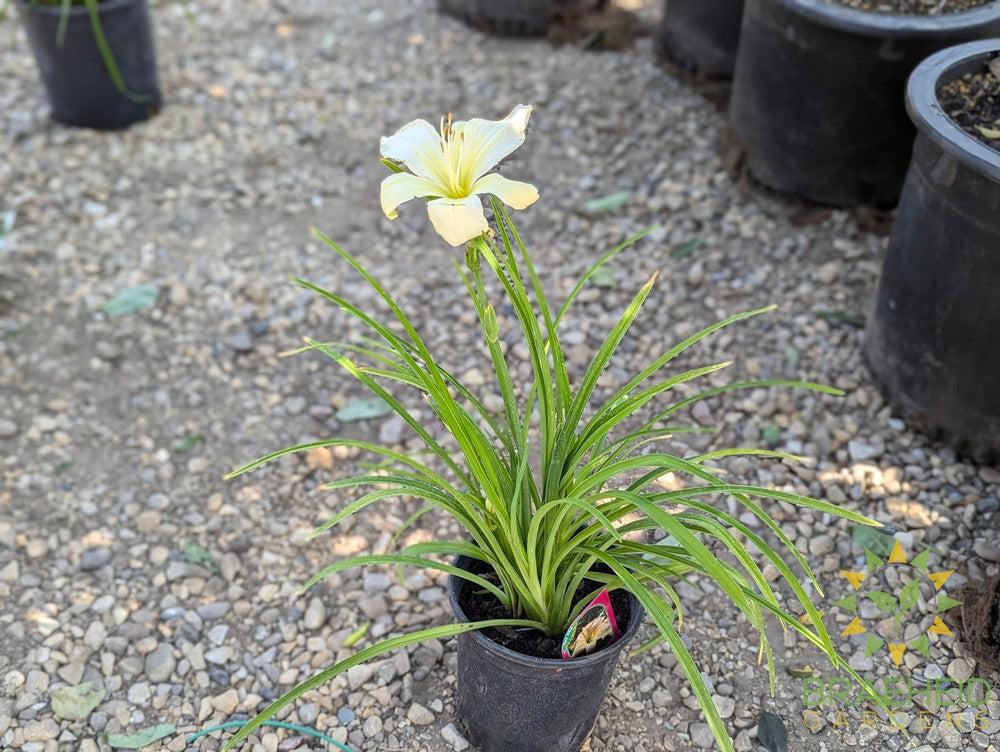 Gentle Shepherd Daylily - NO SHIP -