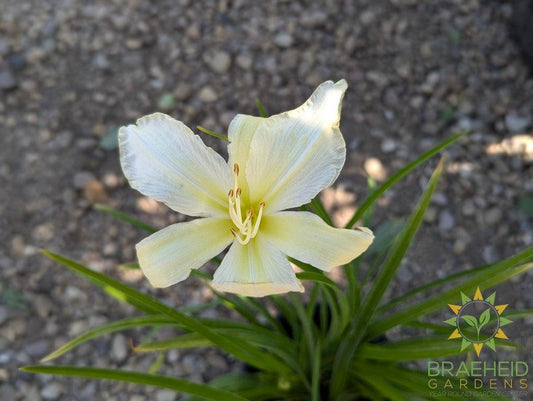 Gentle Shepherd Daylily - NO SHIP -