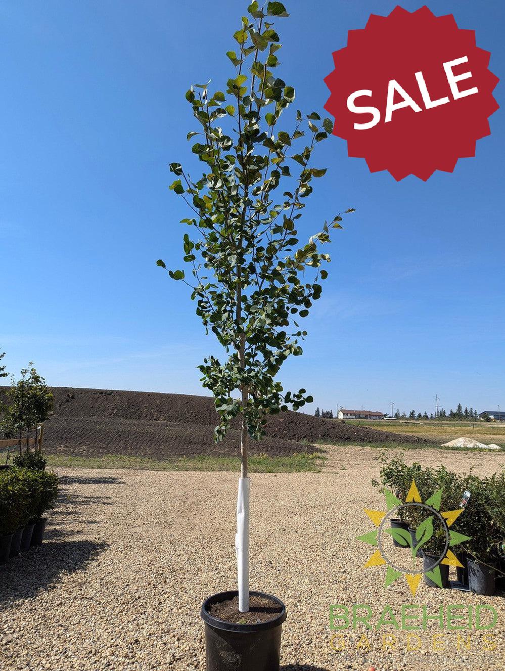 Quaking/Trembling Aspen- Tree for sale, Grown in Grande Prairie -Braeheid Gardens Ltd. on Emerson Trail