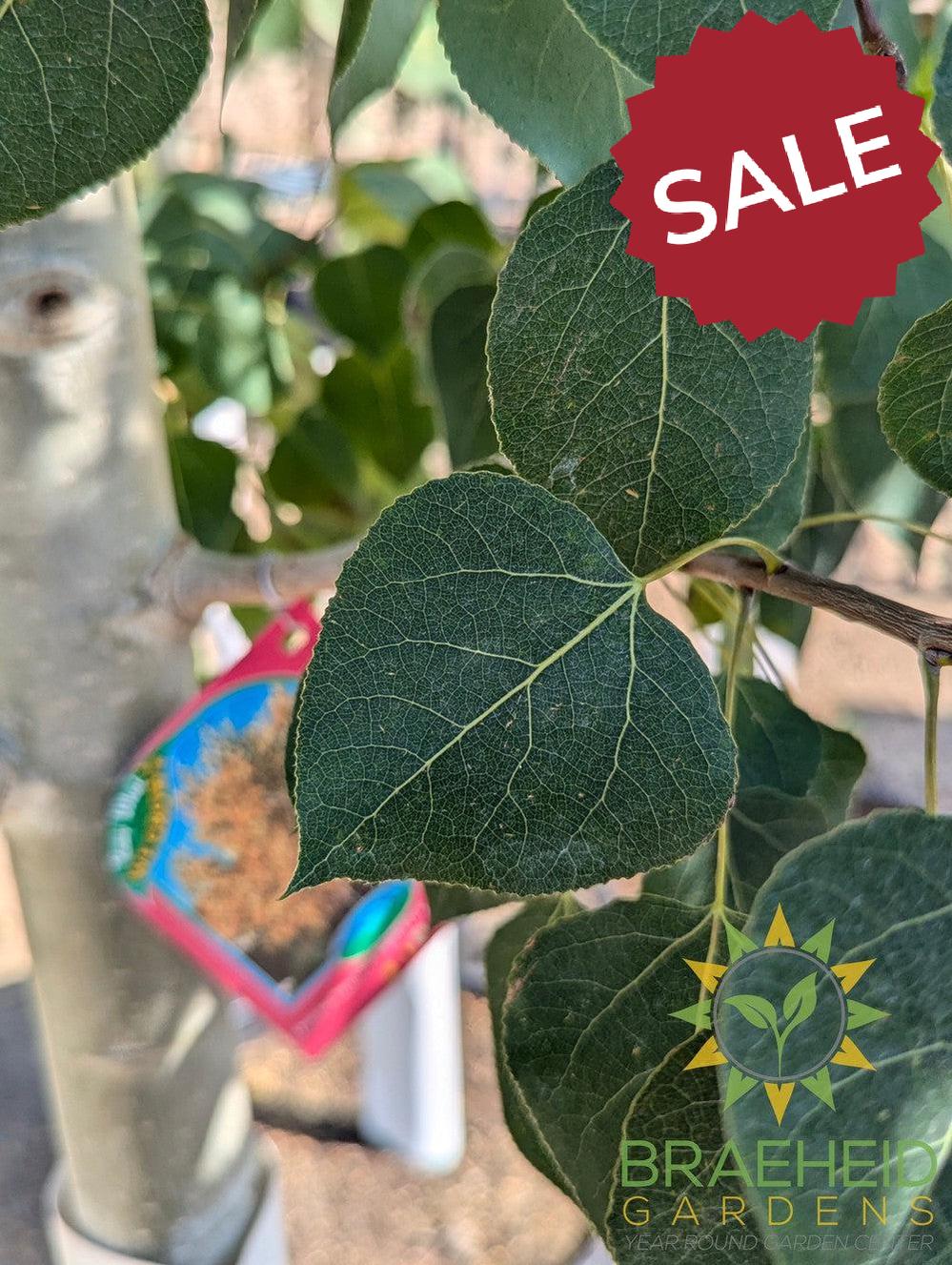 Quaking/Trembling Aspen- Tree for sale, Grown in Grande Prairie -Braeheid Gardens Ltd. on Emerson Trail