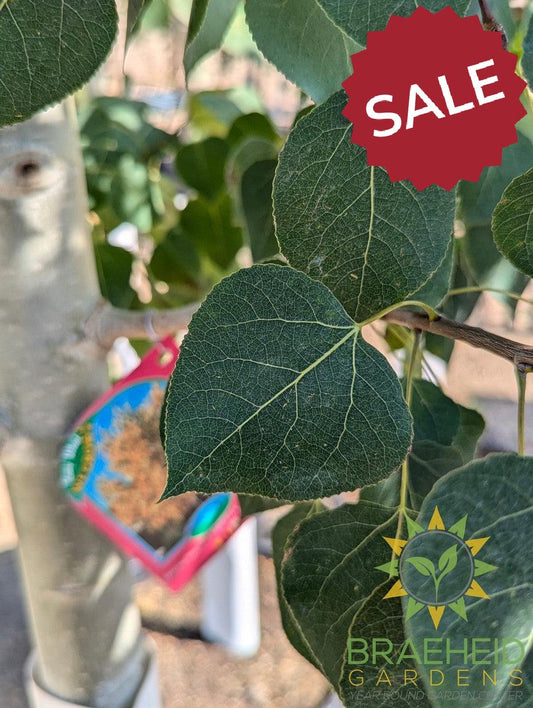 Quaking/Trembling Aspen- Tree for sale, Grown in Grande Prairie -Braeheid Gardens Ltd. on Emerson Trail