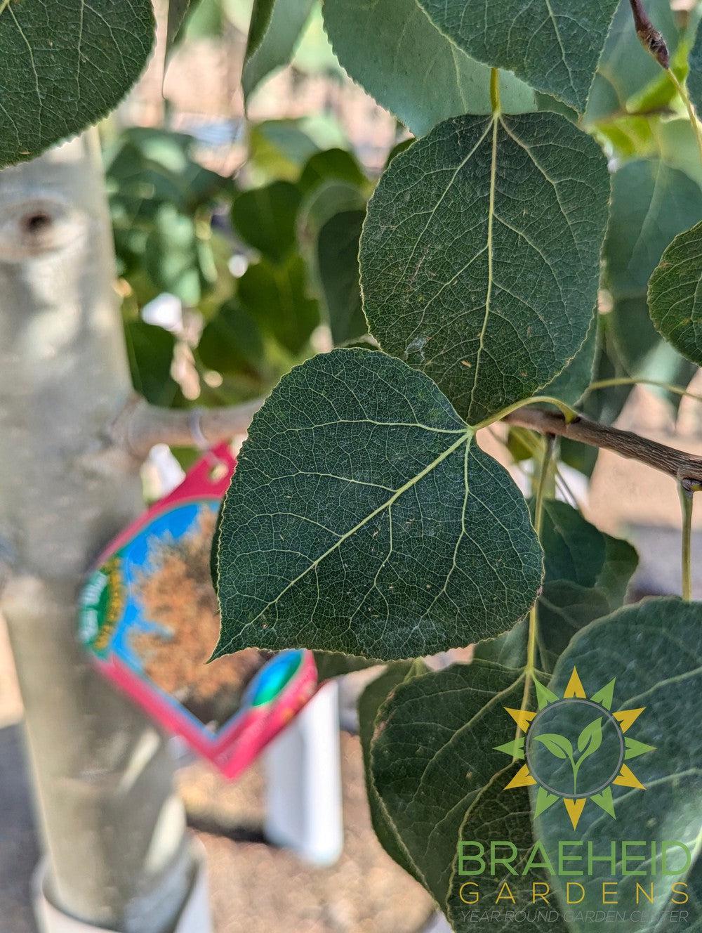 Quaking/Trembling Aspen- Tree for sale, Grown in Grande Prairie -Braeheid Gardens Ltd. on Emerson Trail
