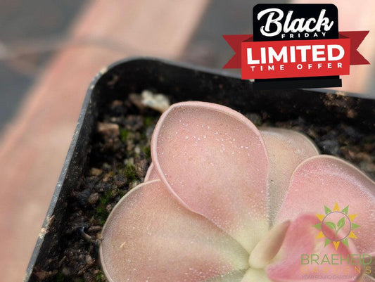 Mexican Butterwort Weser