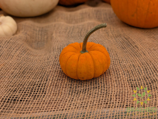 Mini Flat Pumpkins - NO SHIP -