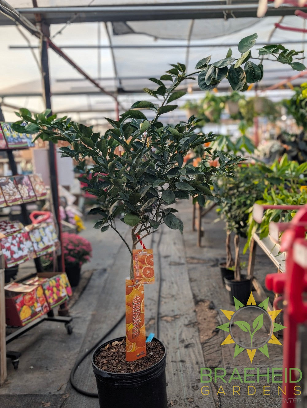 Colasanti Navel Orange - NO SHIP -