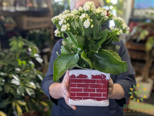 Christmas Kalanchoe w/ Chimney planter