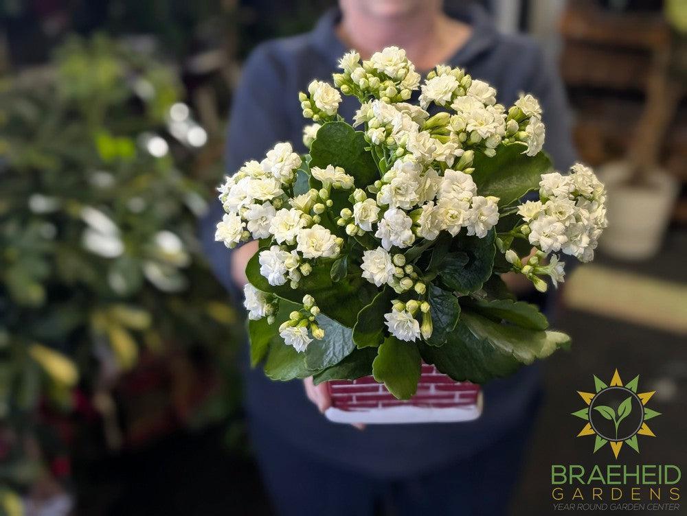 Christmas Kalanchoe w/ Chimney planter