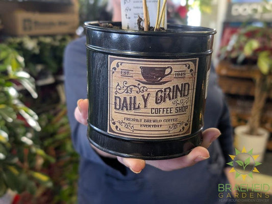 Coffee Plant w/ Daily Grind Tin