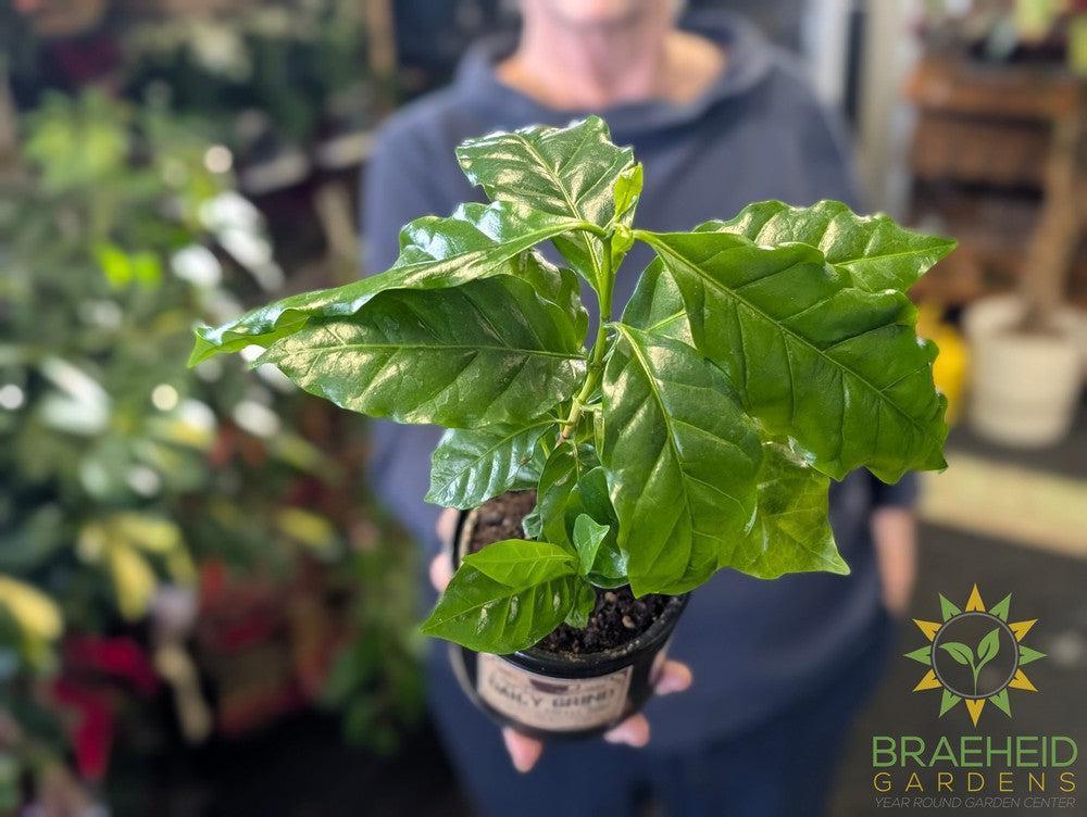 Coffee Plant w/ Daily Grind Tin