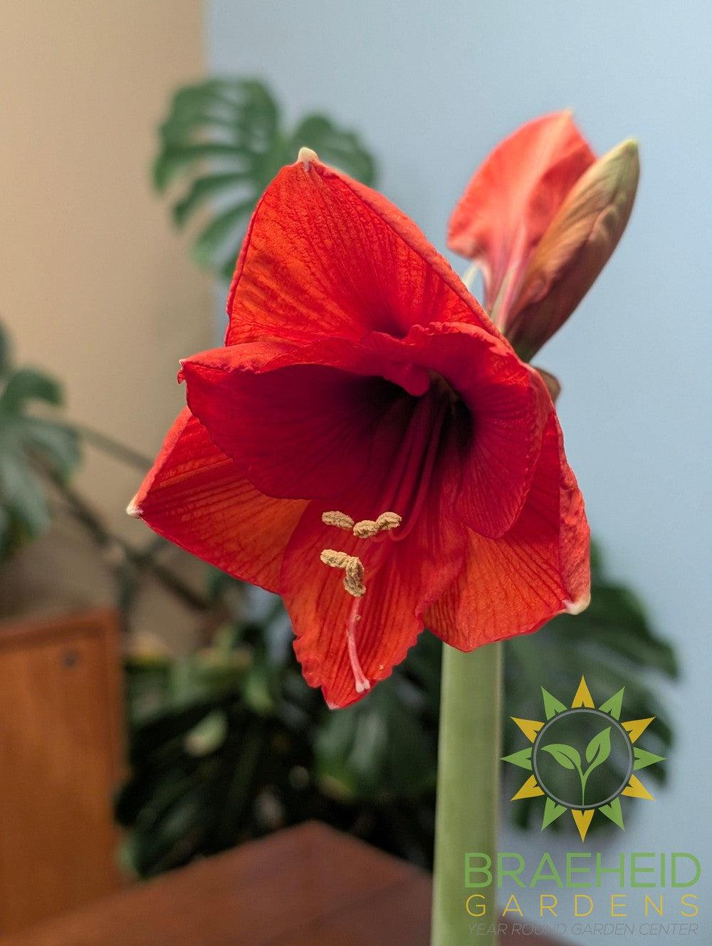 Amaryllis Bulb Gift Box - NO SHIP -