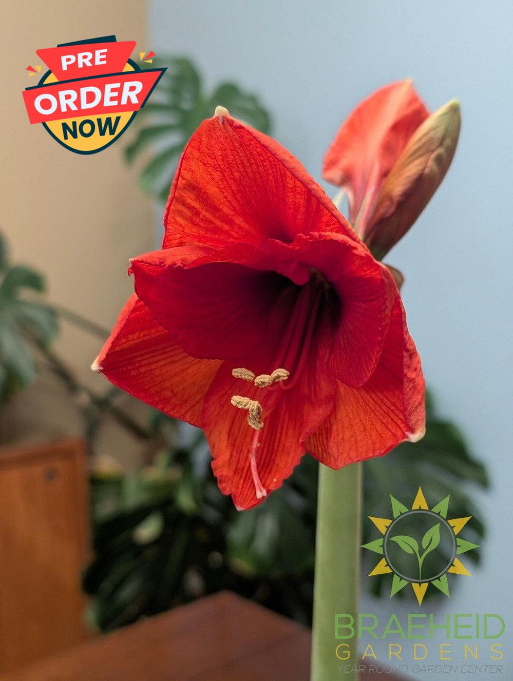 Snowman Amaryllis